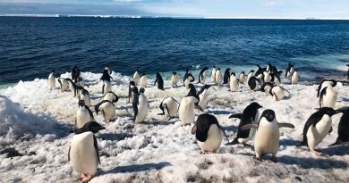 Los drones revolucionan el conteo de pingüinos en la Antártida