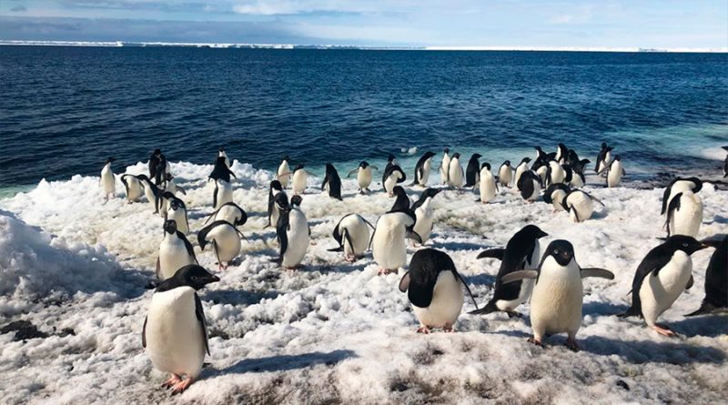Los drones revolucionan el conteo de pingüinos en la Antártida