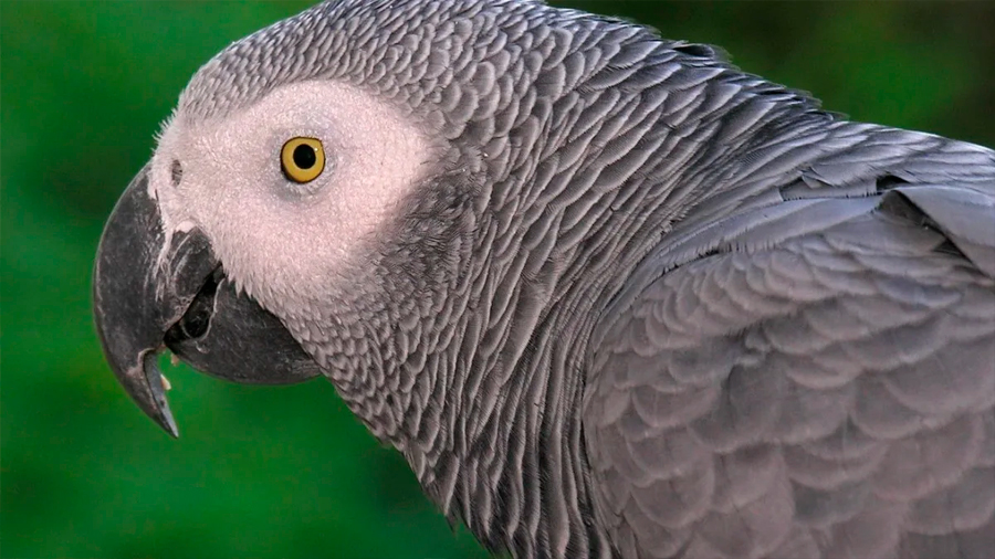 Retiran a dos loros de un zoo después de que enseñaran al resto de animales a decir groserías