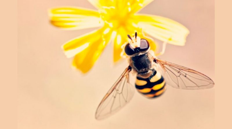 Las abejas analizan patrones visuales y manejan el aprendizaje estadístico