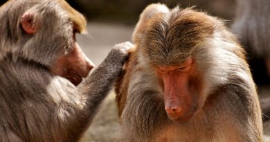 Los monos babuinos que tienen amigas viven más tiempo