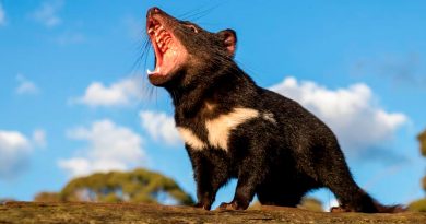 Regresan los demonios de Tasmania a Australia 3 mil años después