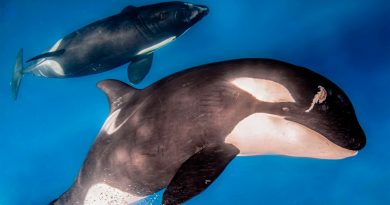 Orcas heridas en la costa española podrían estar atacando barcos en venganza