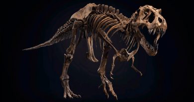 Subastan por 27 millones de euros el fósil del dinosaurio T. Rex Stan