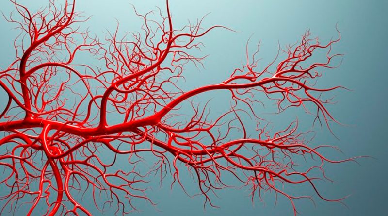 Una arteria del antebrazo revela que la evolución humana continúa