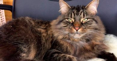 Nueva receta para mejorar el vínculo gato-humano: entrecerrar los ojos