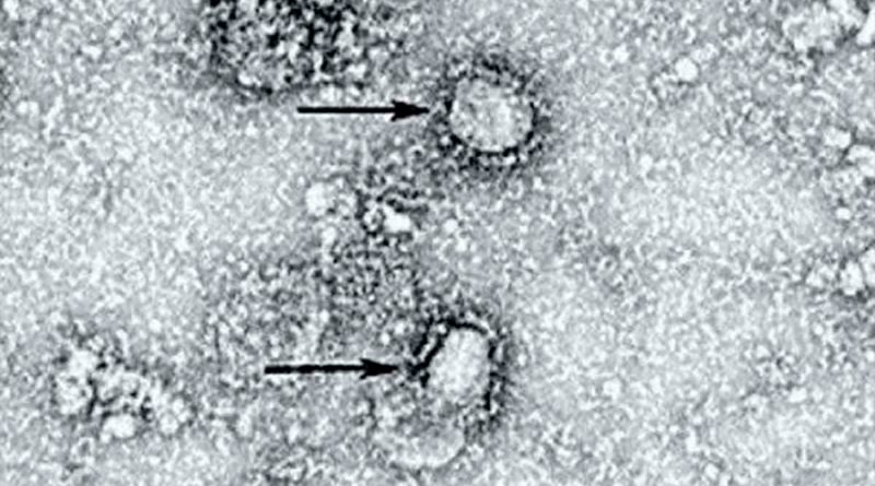 Científicos estudian posible mutación del coronavirus en la Patagonia