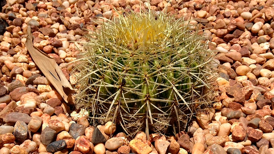 ¿Cómo las bacterias ayudan a las plantas nativas en el desierto de Sonora?
