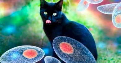 Revelan cómo ataca un peligroso parásito que vive en los gatos