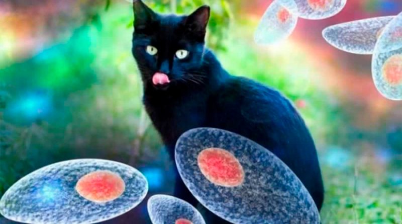 Revelan cómo ataca un peligroso parásito que vive en los gatos