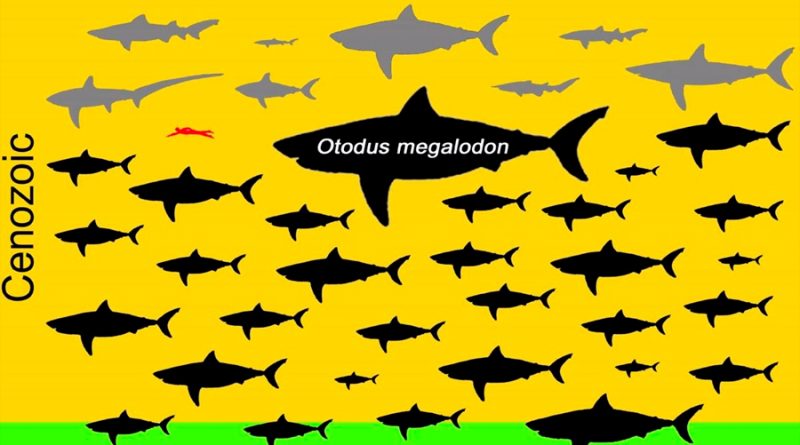 El extinto Megalodón excede todas las tablas corporales de los tiburones; media hasta 15 metros