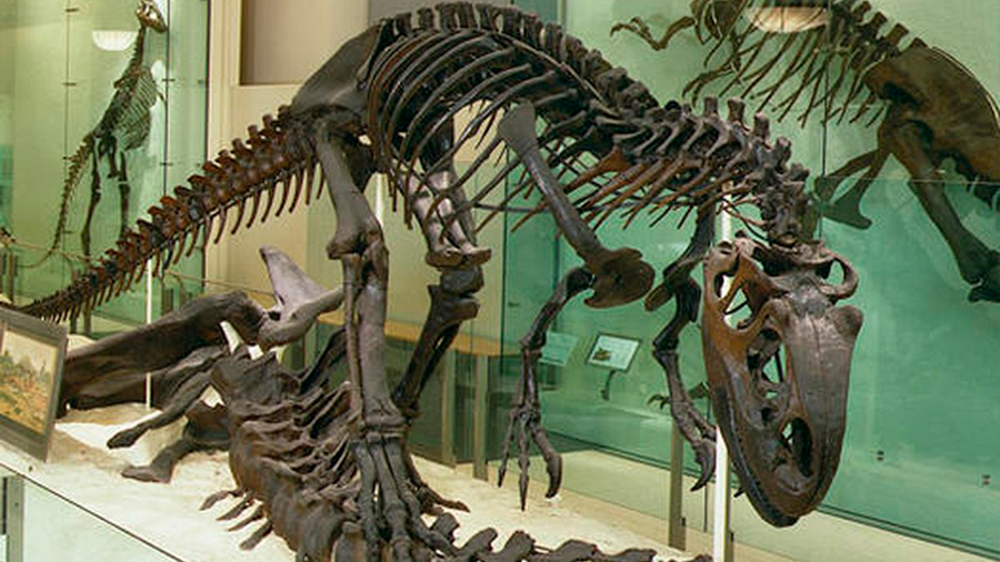 Sale a subasta el esqueleto de un alosaurio