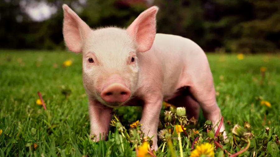 Pronto serán normales los trasplantes de corazones de cerdos en humanos