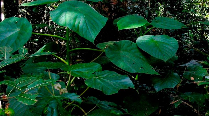 Descubren una nueva neurotoxina para aliviar el dolor en una de las plantas más venenosas del mundo