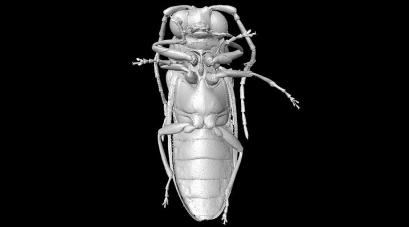 Unos científicos reconstruyen escarabajos del Cretáceo