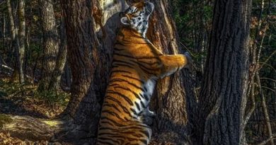 Fotógrafo de Vida Silvestre 2020: el abrazo de un tigre a un árbol y otras imágenes ganadoras