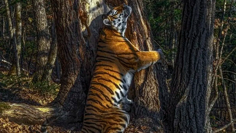 Fotógrafo de Vida Silvestre 2020: el abrazo de un tigre a un árbol y otras imágenes ganadoras