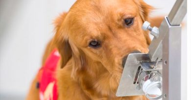 El mecanismo por el que los perros detectan síntomas de Covid-19 5 días antes de que empiecen