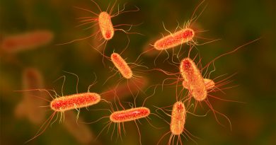 El veneno de avispa se transforma en un antibiótico para combatir bacterias multirresistentes
