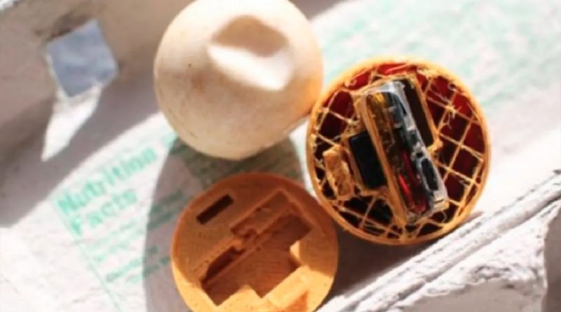 Diseñan huevos de tortuga falsos con GPS para rastrear a traficantes