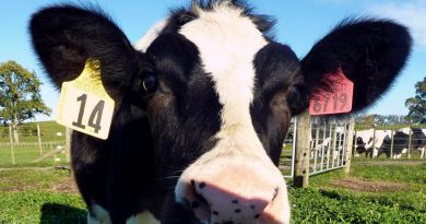 Las vacas, como los humanos, prefieren la comunicación cara a cara