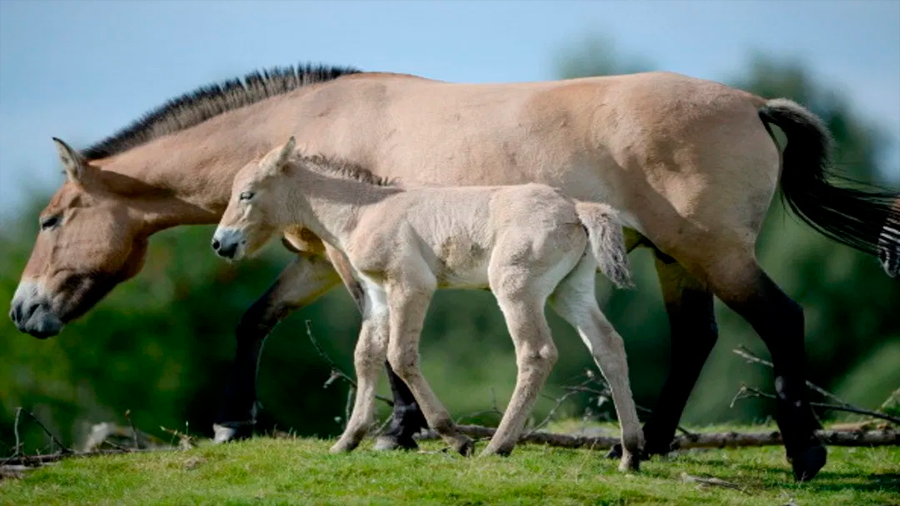 Zoológico de San Diego clona caballo en peligro de extinción