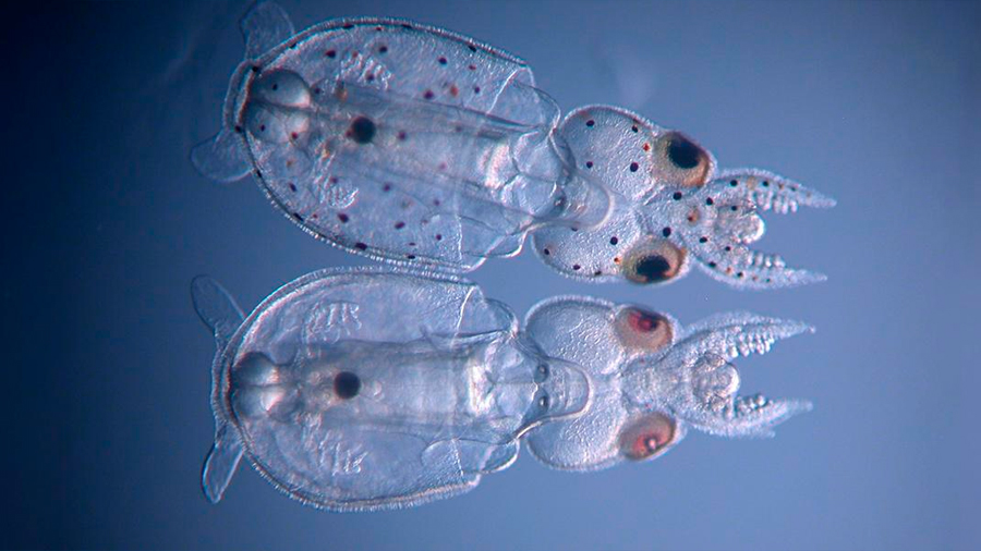 La técnica CRISPR produce calamares transparentes