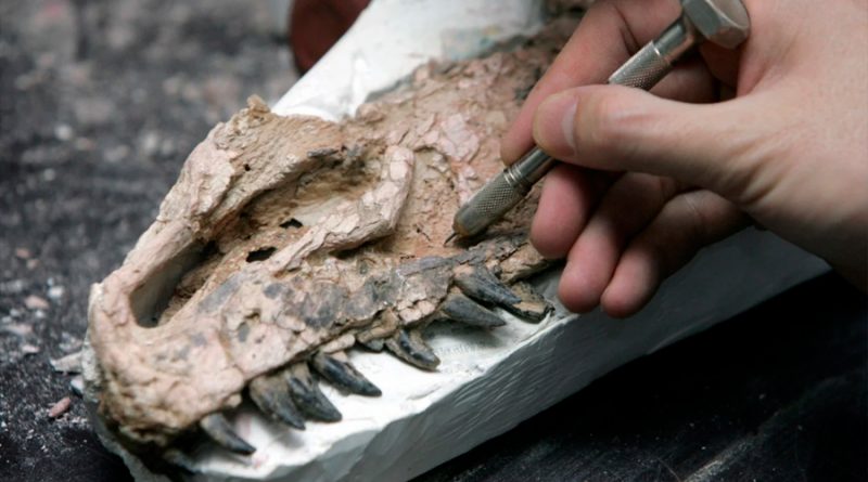 Científicos descubren por primera vez un fósil de tiranosaurio rex bebé