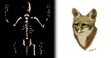 Científicos de la UNAM descubren nueva especie de zorro