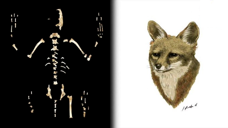 Científicos de la UNAM descubren nueva especie de zorro