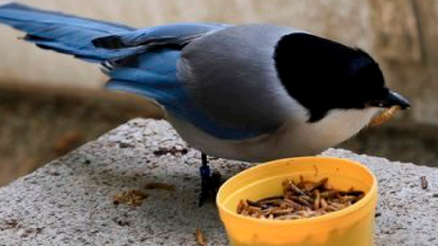 Las aves comparten comida con sus congéneres menos afortunados