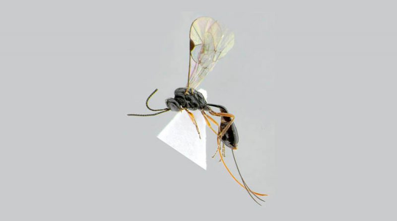 Descubren avispa mexicana y la llaman “Covida” por COVID-19
