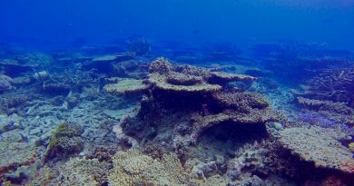 La mitad de los corales de la Gran Barrera australiana murió en 25 años