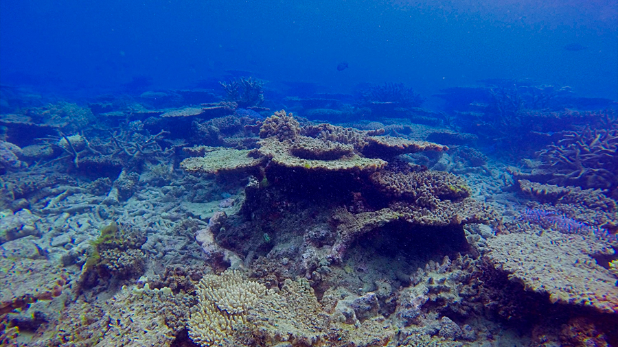 La mitad de los corales de la Gran Barrera australiana murió en 25 años