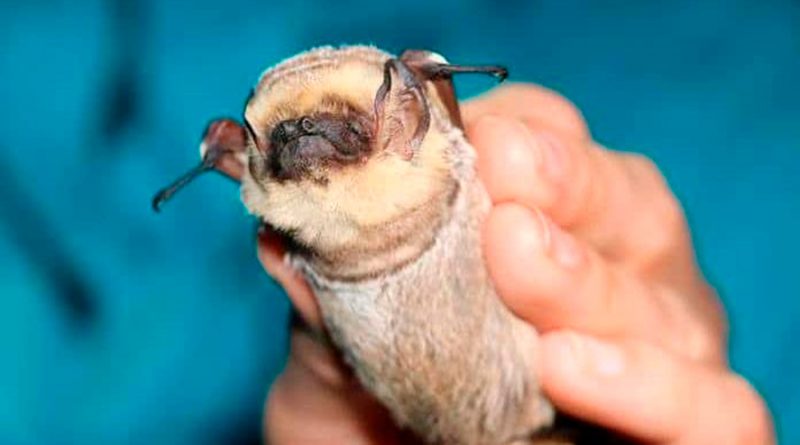Un diminuto mamífero volador de Galápagos tiene de cabeza a los científicos
