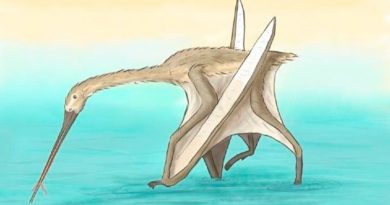 Descubren una especie única de pterosuario con largo pico similar al kiwi