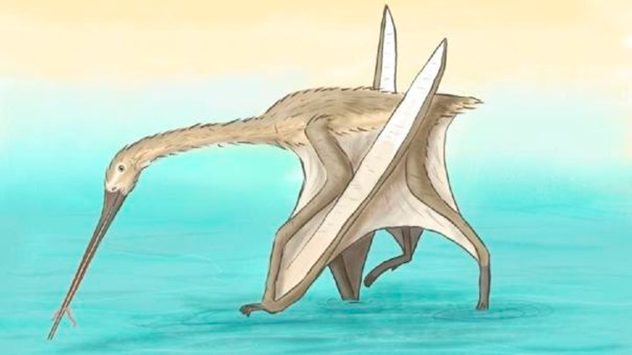 Descubren una especie única de pterosuario con largo pico similar al kiwi
