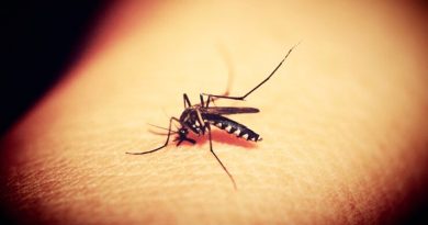 Los mosquitos tienen neuronas que aman la sangre