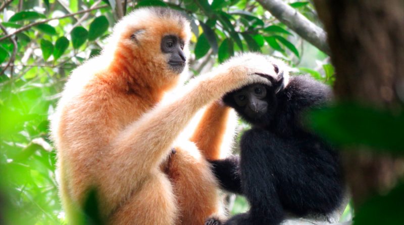 Puentes de cuerda para salvar al primate más amenazado del mundo