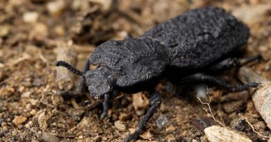 Los secretos de un indestructible escarabajo, inspiración para la aeronáutica