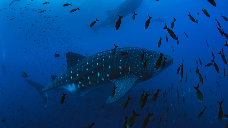 Las aventuras de Coco: el tiburón ballena que es monitoreado por científicos de Galápagos