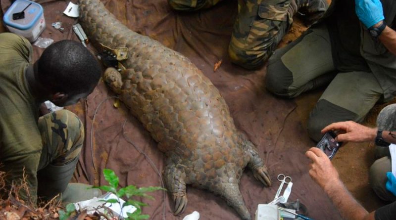Descubren en Gabón el pangolín gigante más grande del mundo