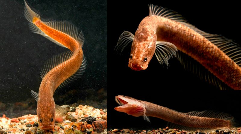 Descubren una nueva familia de peces subterráneos en la India