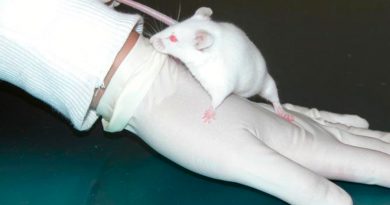 Logran rejuvenecer regiones cerebrales de ratones mediante reprogramación celular