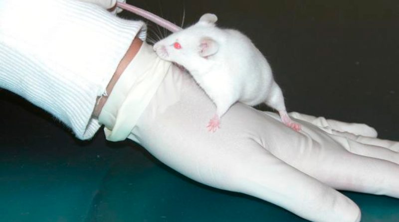 Logran rejuvenecer regiones cerebrales de ratones mediante reprogramación celular