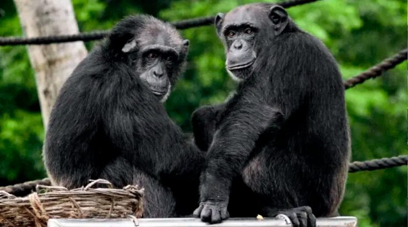 Los chimpancés mantienen pocos pero buenos amigos cuando envejecen, como los humanos
