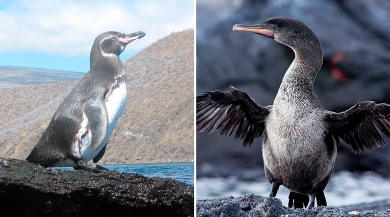 Galápagos registra cifras récord de pingüinos y cormoranes