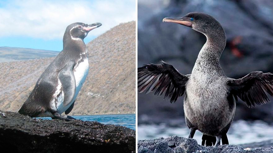 Galápagos registra cifras récord de pingüinos y cormoranes