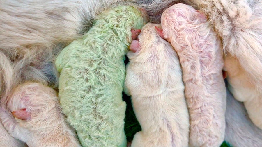 "Pistacho", el raro perrito verde que nació en Italia