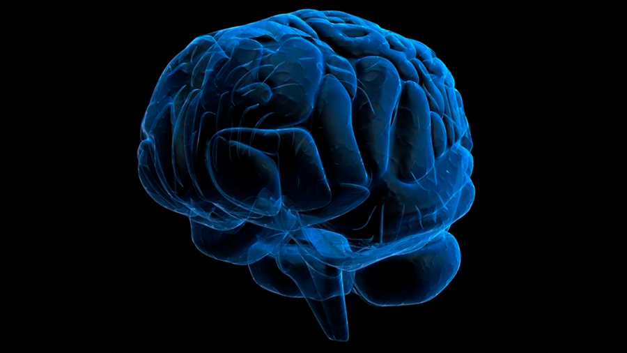 Proteína que protege el cerebro de la hipoxia es la que lo daña